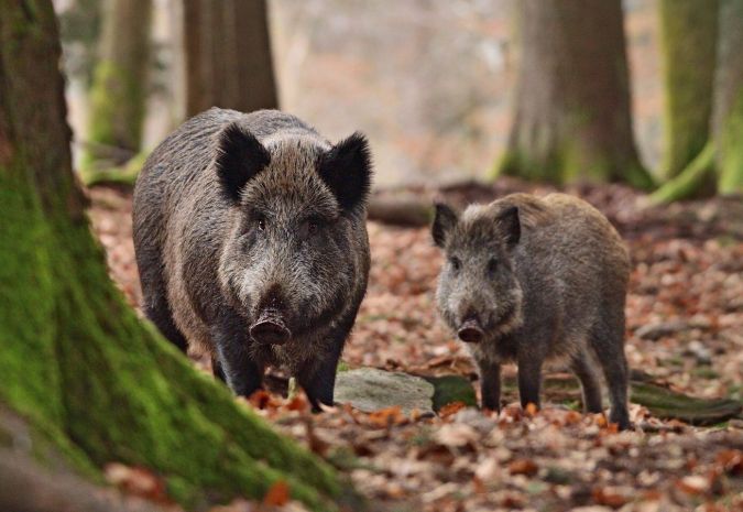 Battues en forêt