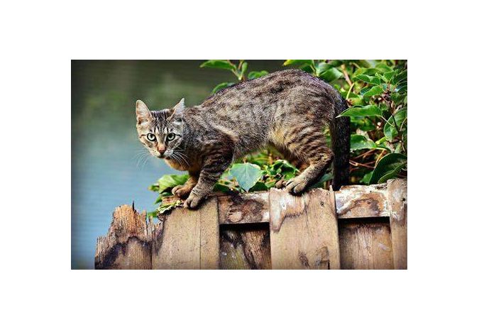 Campagne de trappage et de stérilisation des chats errants
