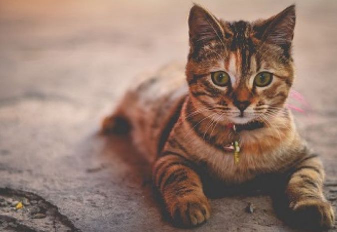 Chat perdu