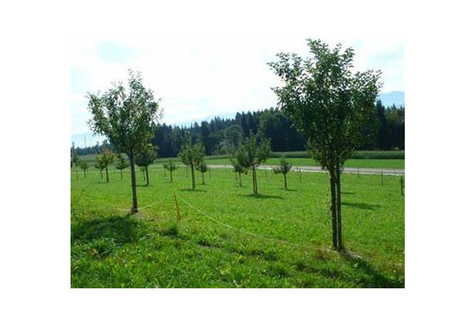 Subvention pour l'acquisition d'arbres